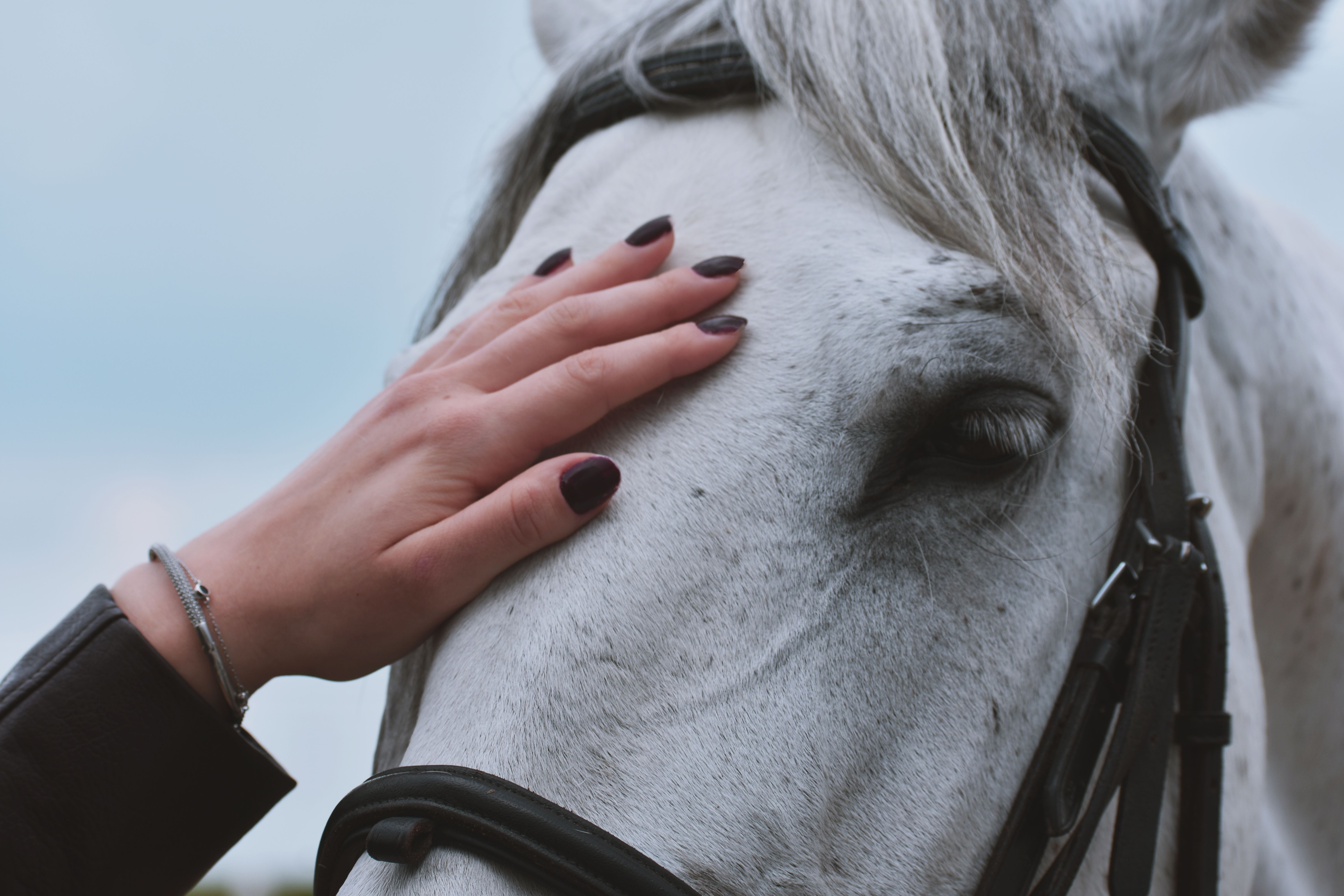 Basic equine veterinary care