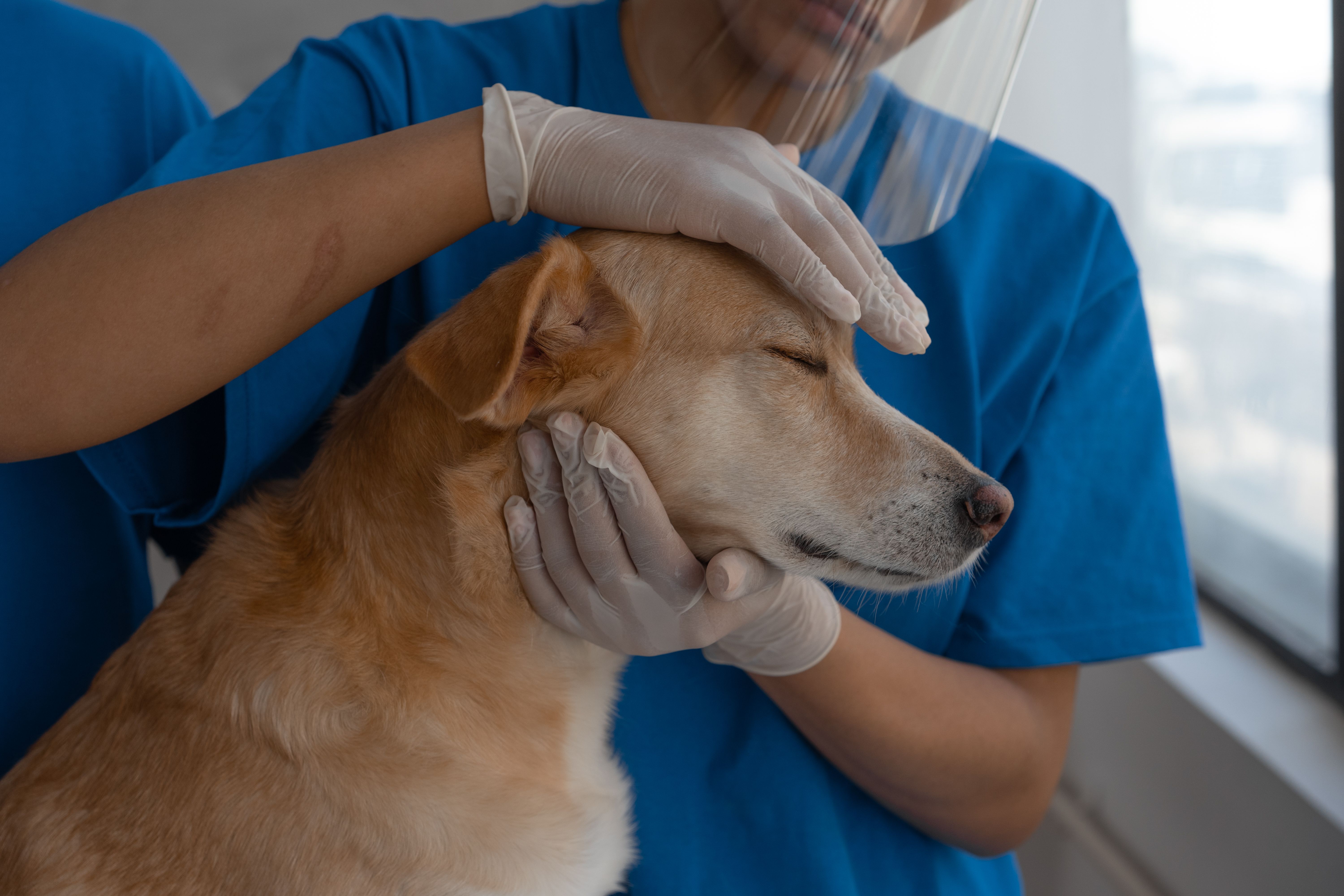Urgent care veterinary visit