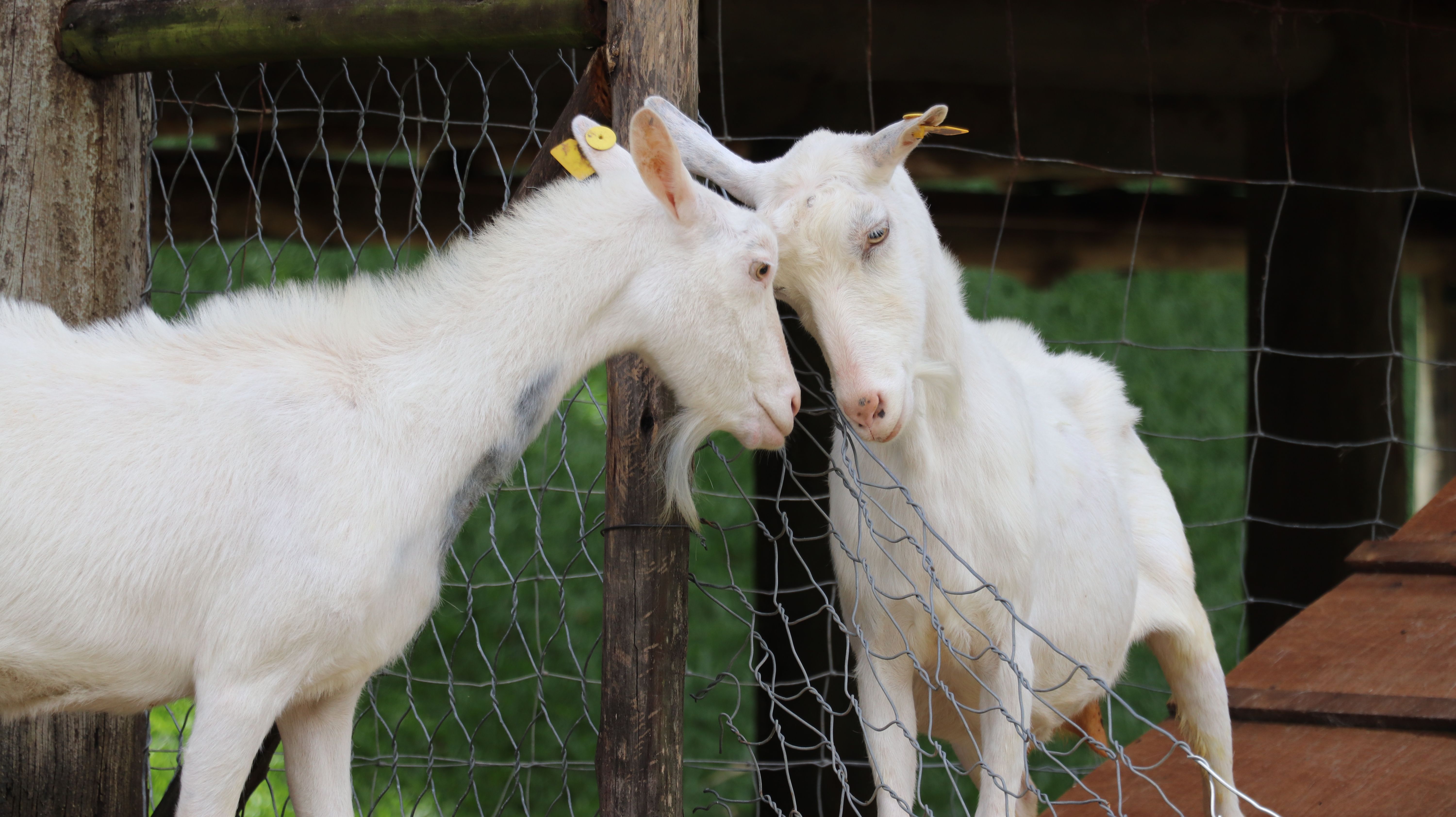 Small ruminant veterinary care