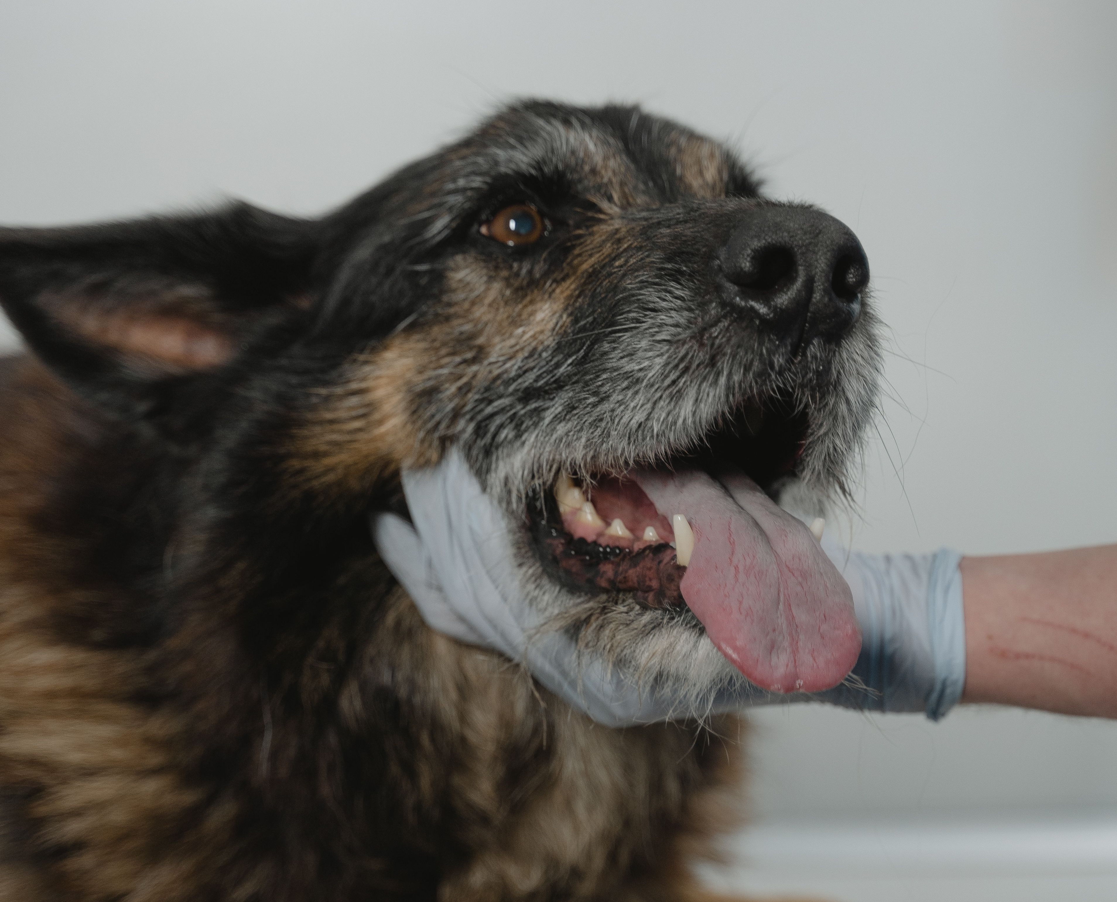 Wellness veterinary care