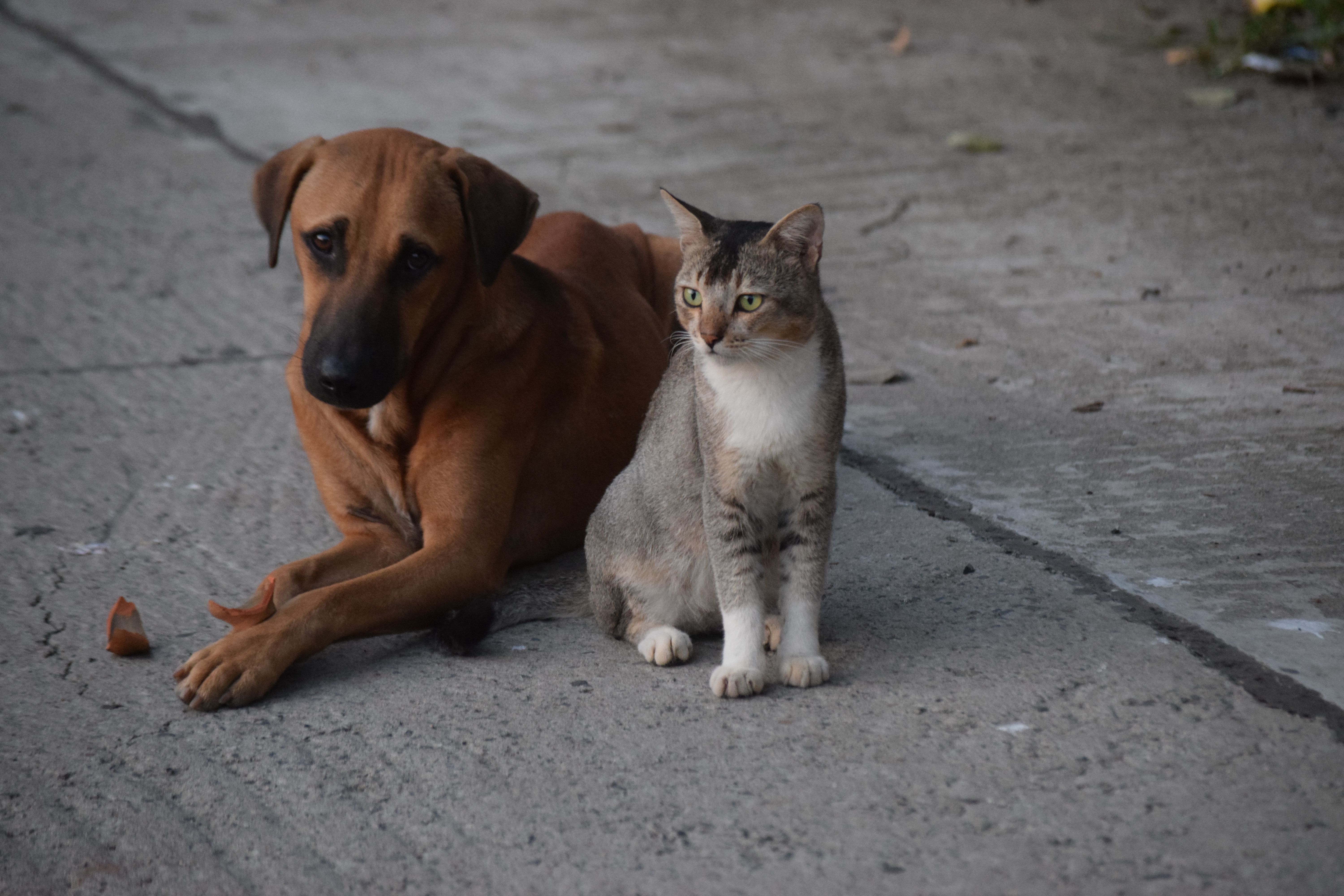 Dog and cat care